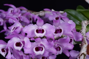 Dendrobium parishii Geneva's Cherry Blossom HCC/AOS 76 pts.